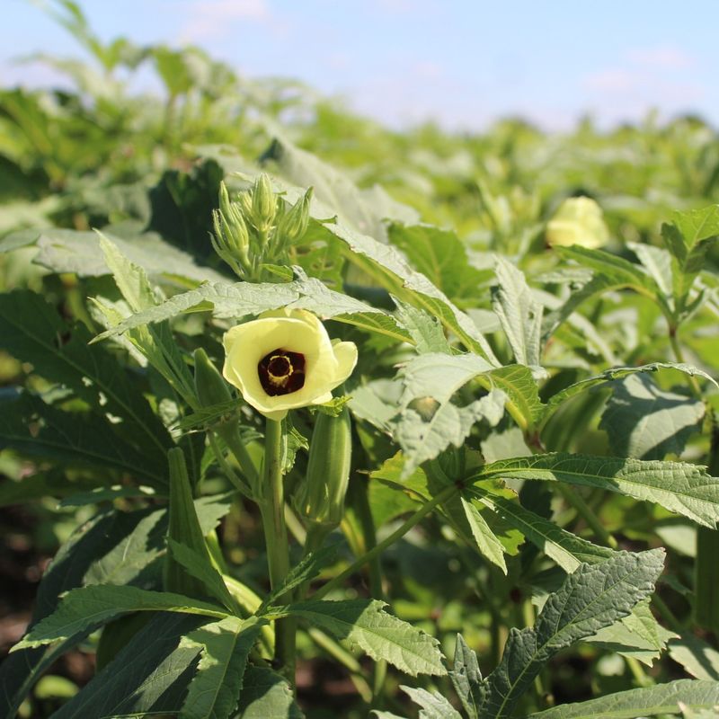 Okra