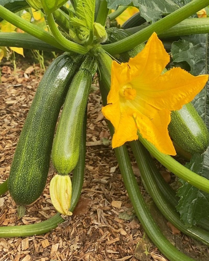 Zucchini