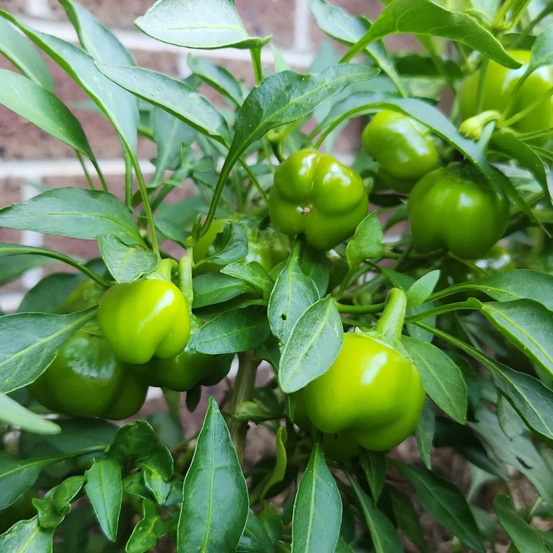 Dwarf Bell Peppers