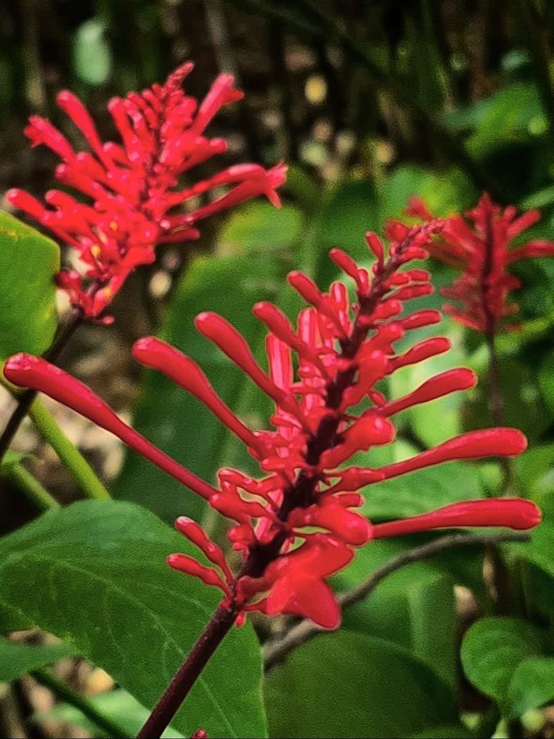 Firespike Ignites Fall Gardens