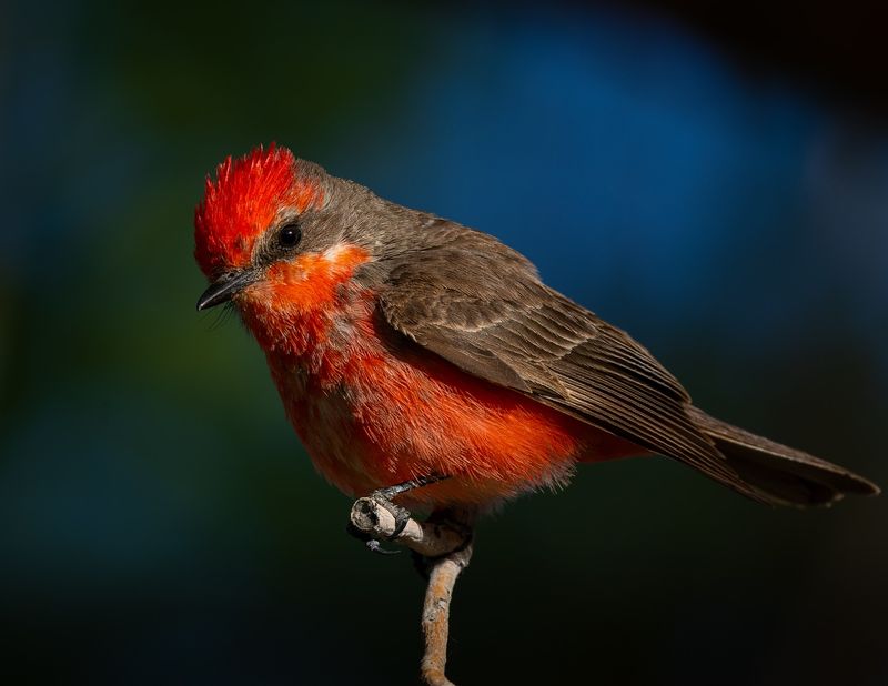 Helpful Birds