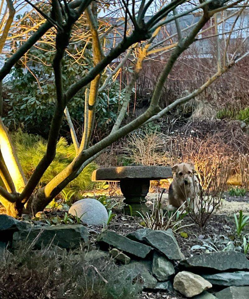 Evening Pruning That Invites Disease