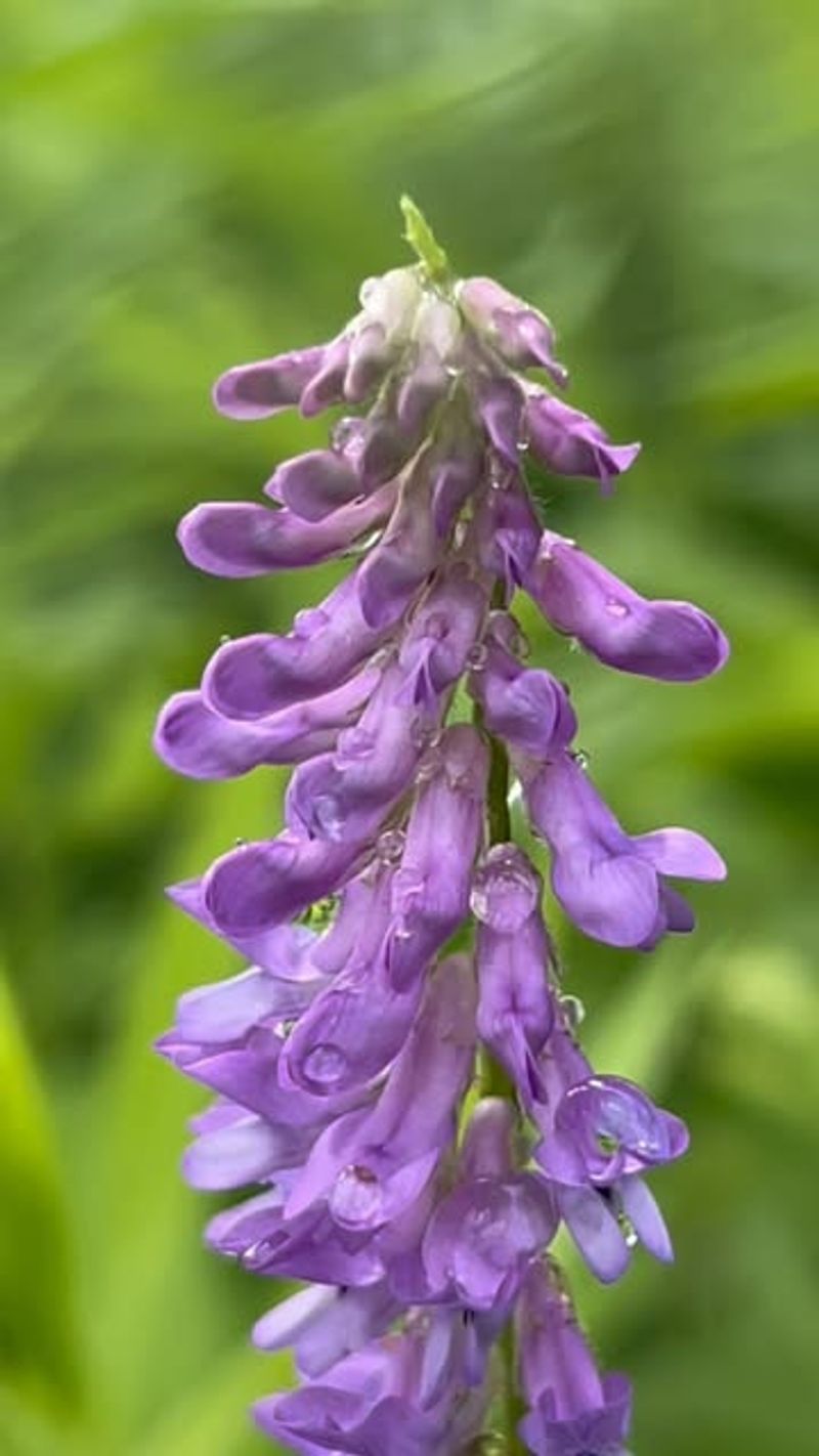 Vetch