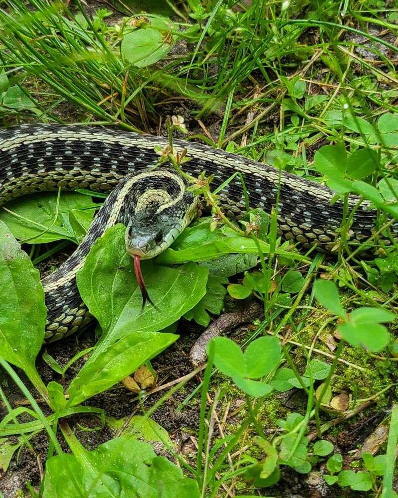 Garter Snake Allies