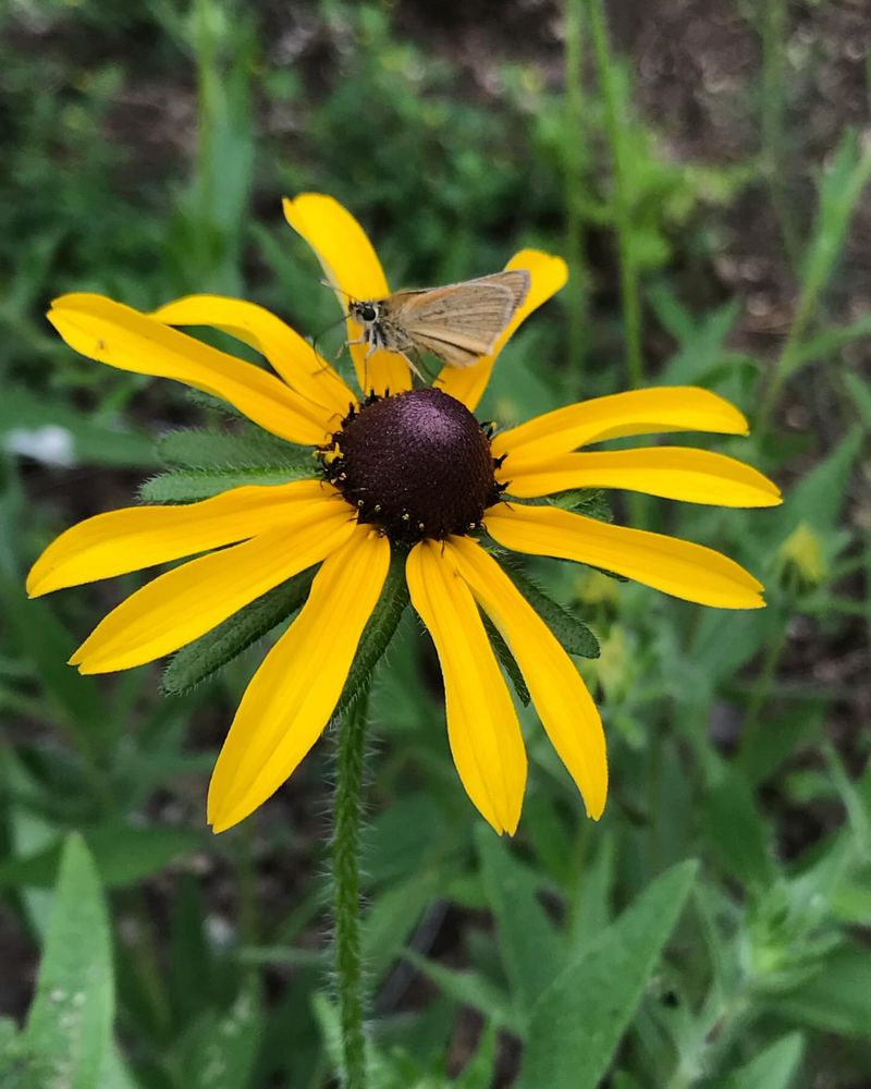 Black-Eyed Susan