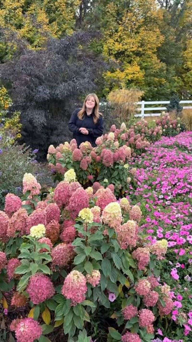 Panicle Hydrangeas
