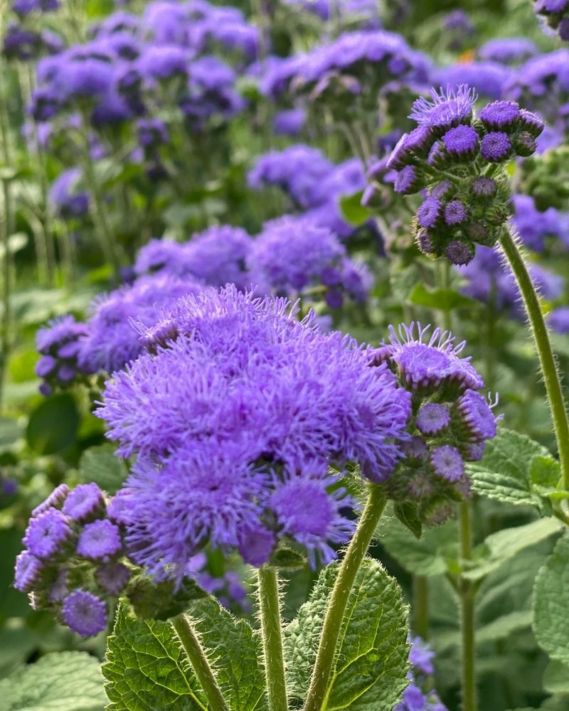 Ageratum