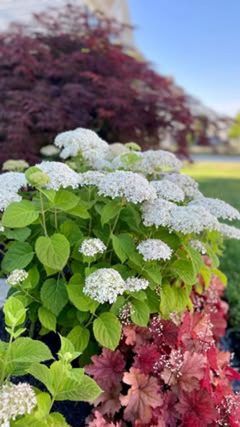 Hydrangeas