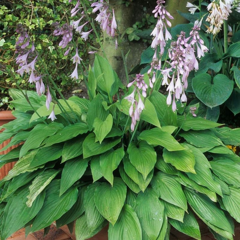 Hostas