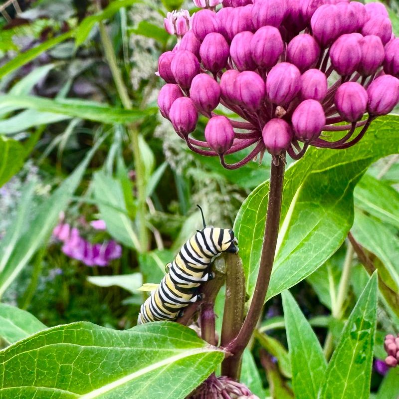 Milkweed (Asclepias)