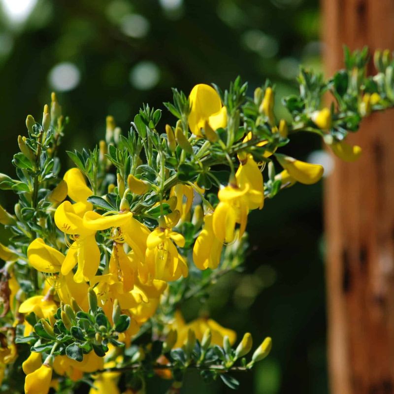 Scotch Broom (Cytisus scoparius)