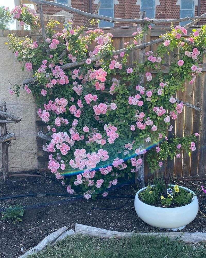 Climbing Roses Need Direction Now