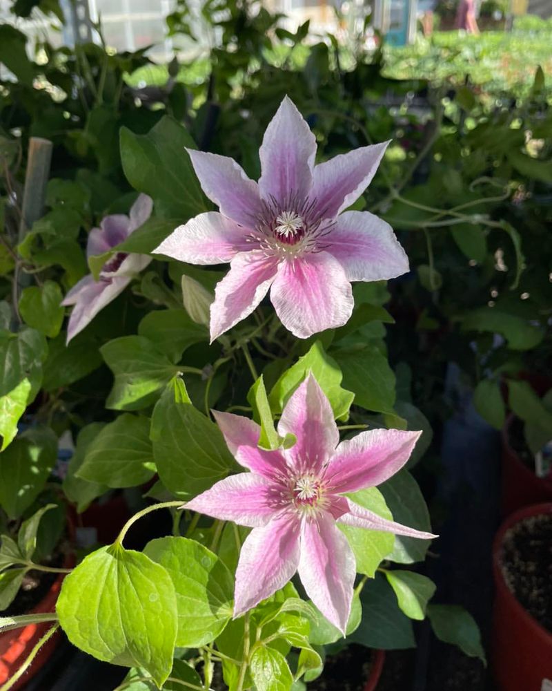 Clematis Confusion Solved