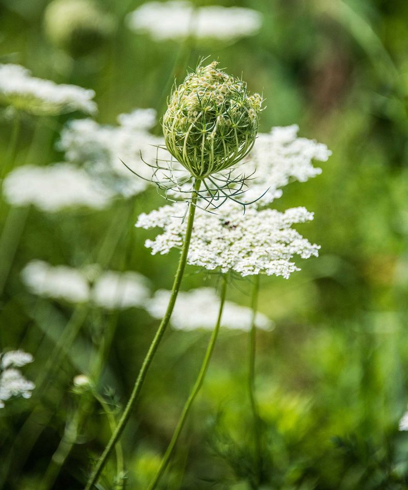 Queen Anne's Lace