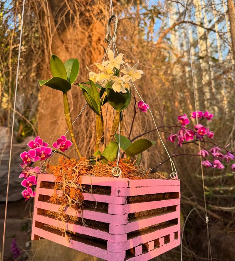 Orchid Display Case
