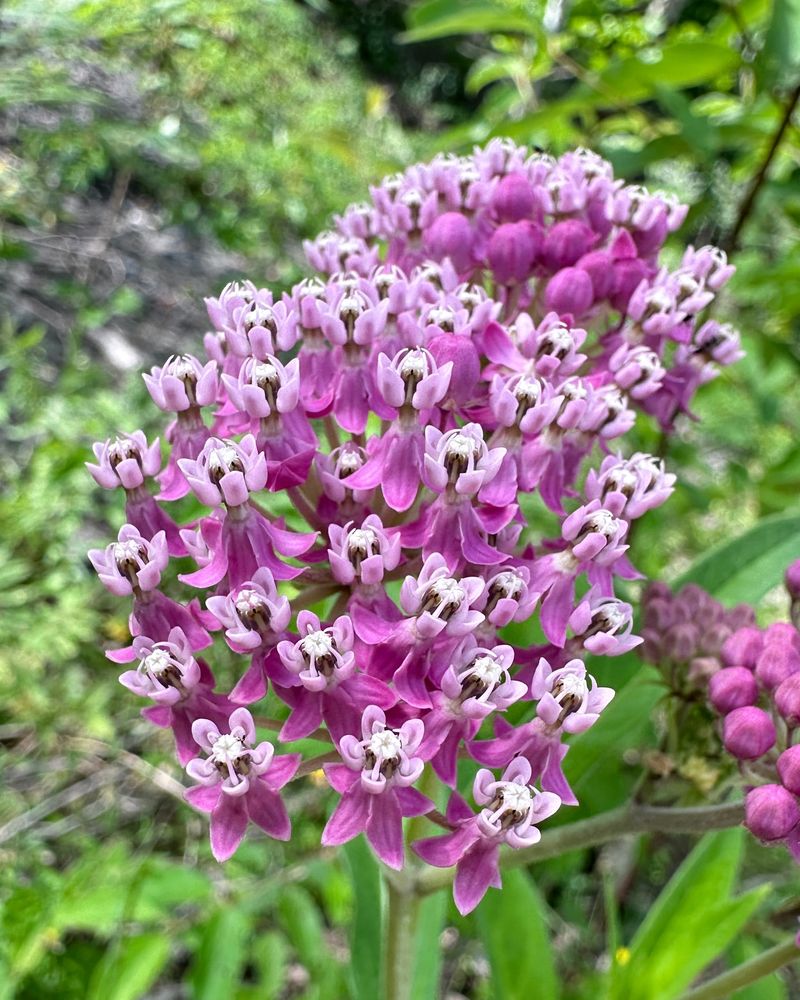 Swamp Milkweed (Asclepias incarnata)