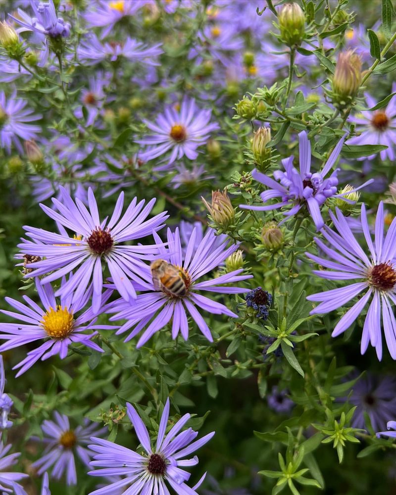 Asters: Autumn's Purple Stars