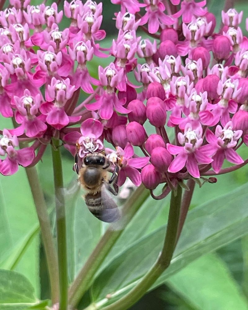 Swamp Milkweed