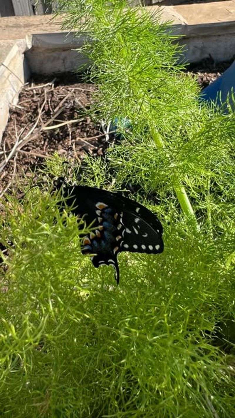 Fennel