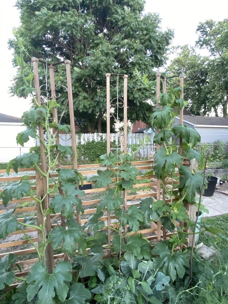 Winter Squash