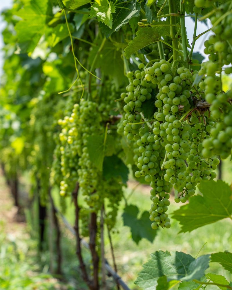 Grapes
