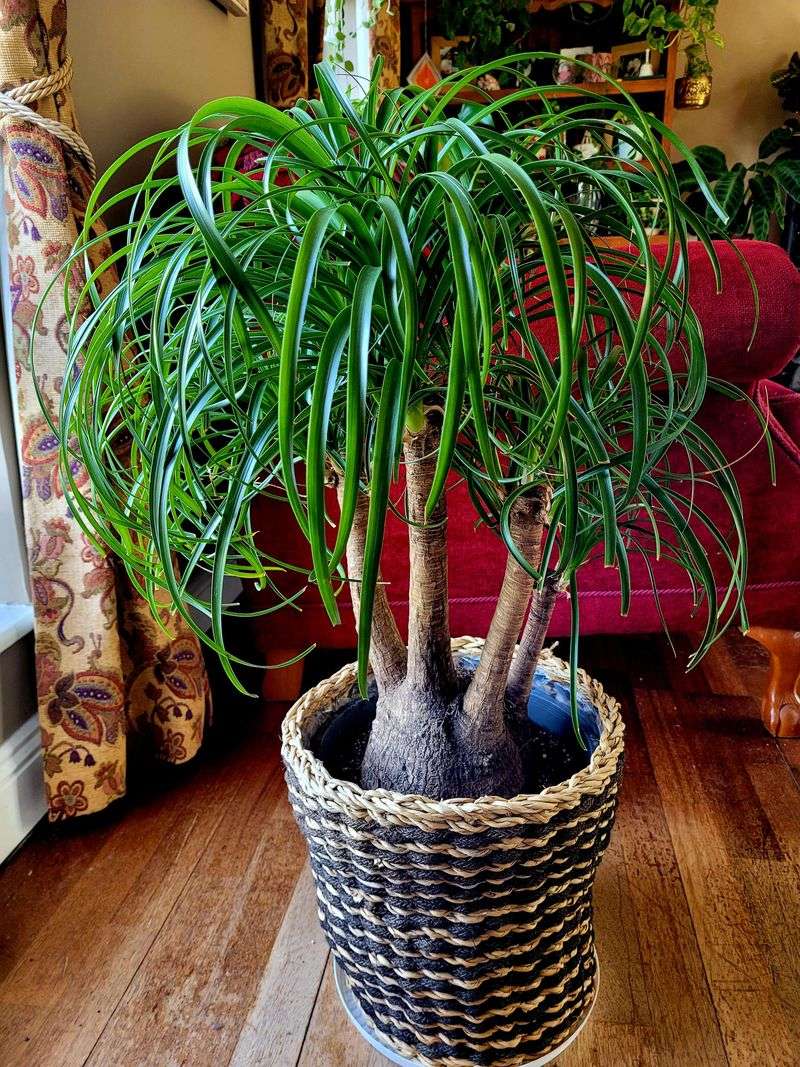 Ponytail Palm