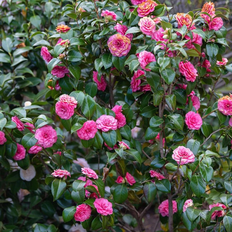 Camellias