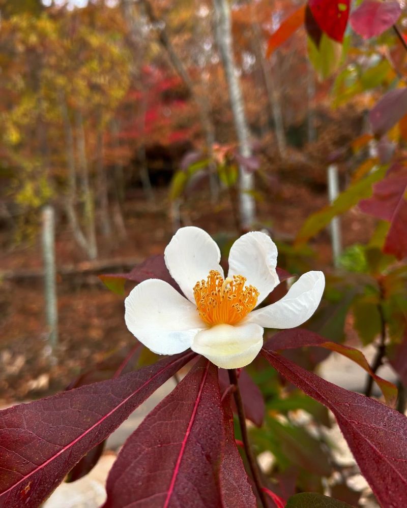 Franklin Tree (Franklinia alatamaha)