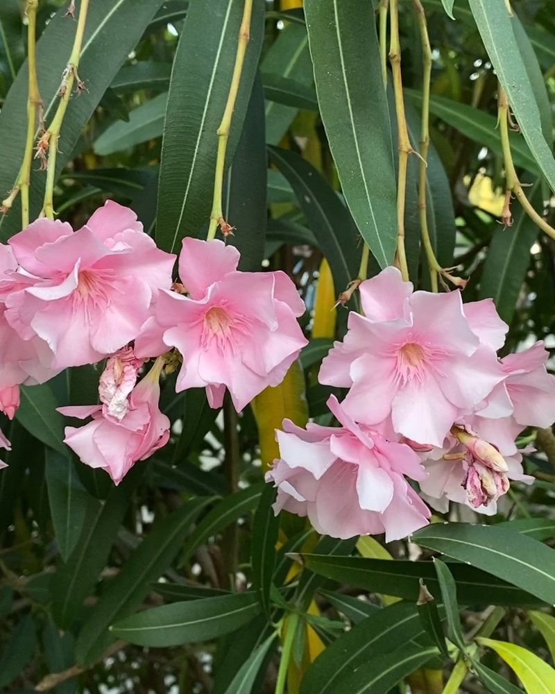 Oleander