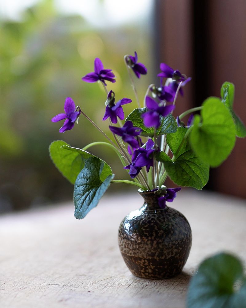 Violet