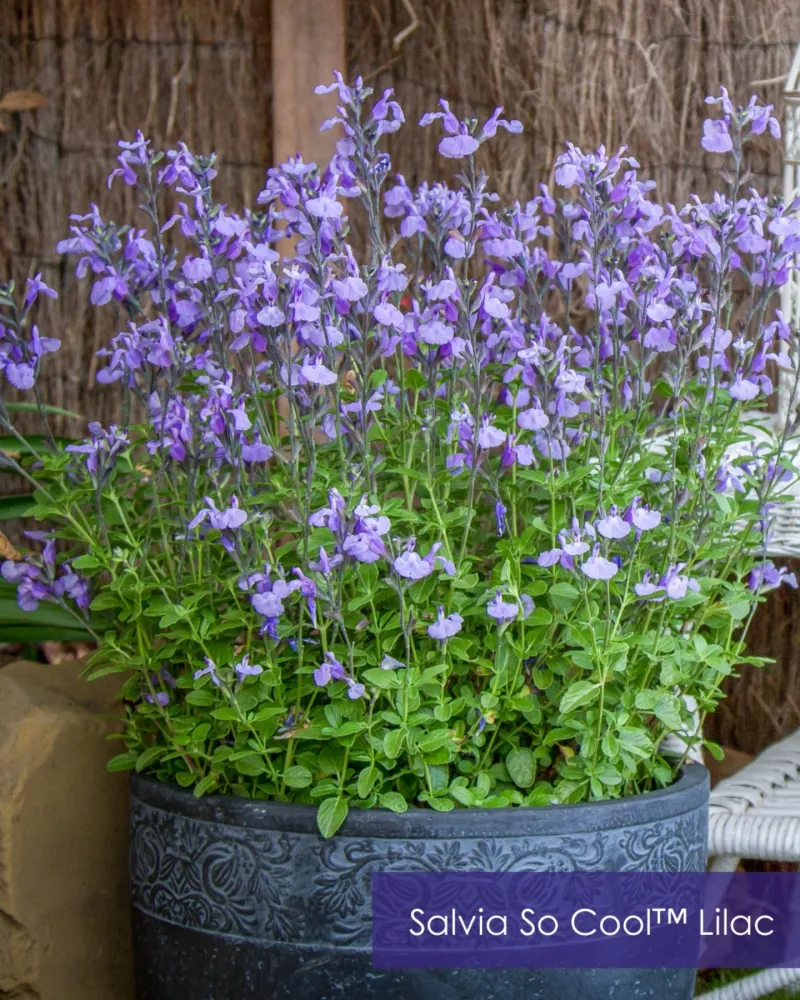 Blue Salvia