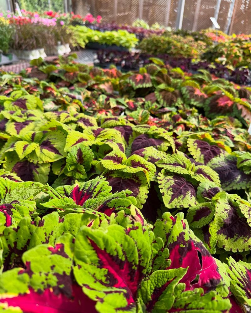 Coleus