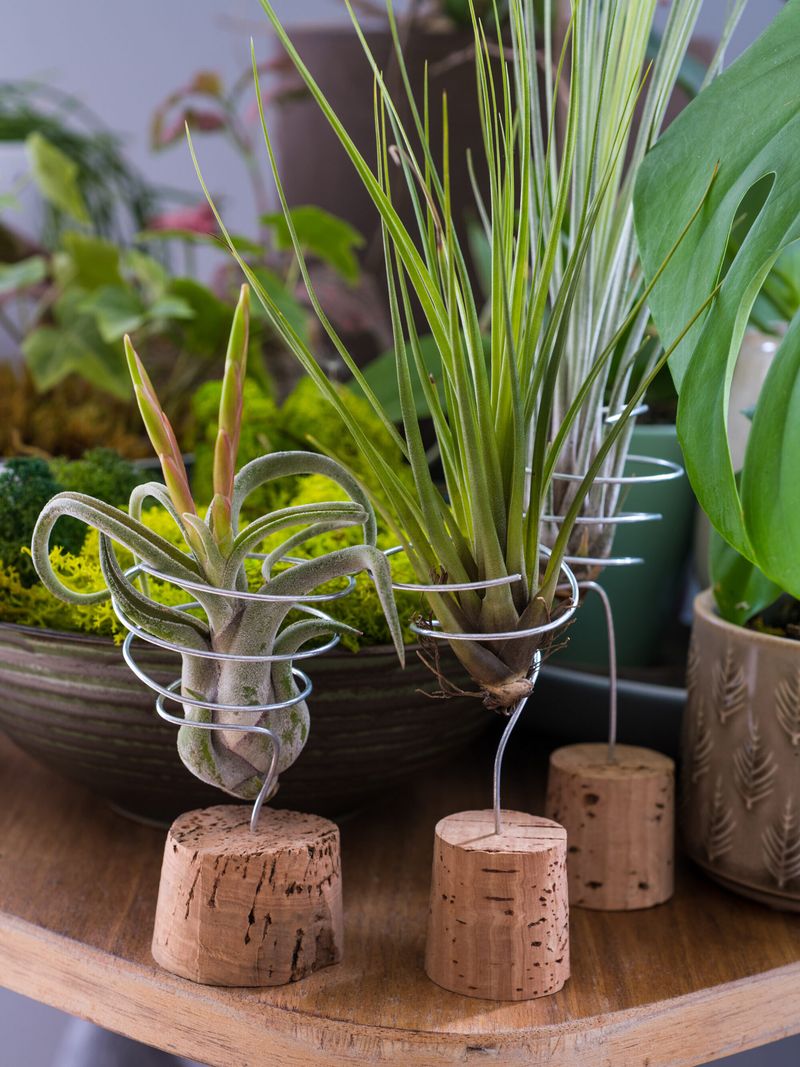 Air Plant (Tillandsia)