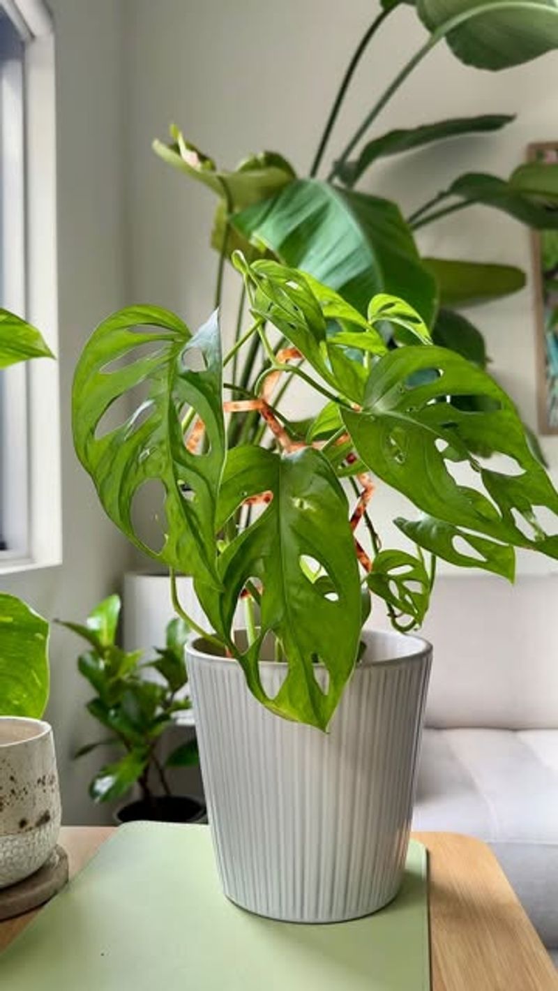 Monstera Misery