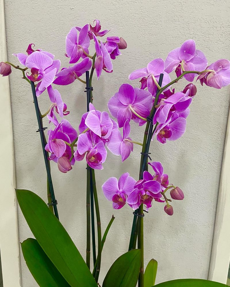 Orchids