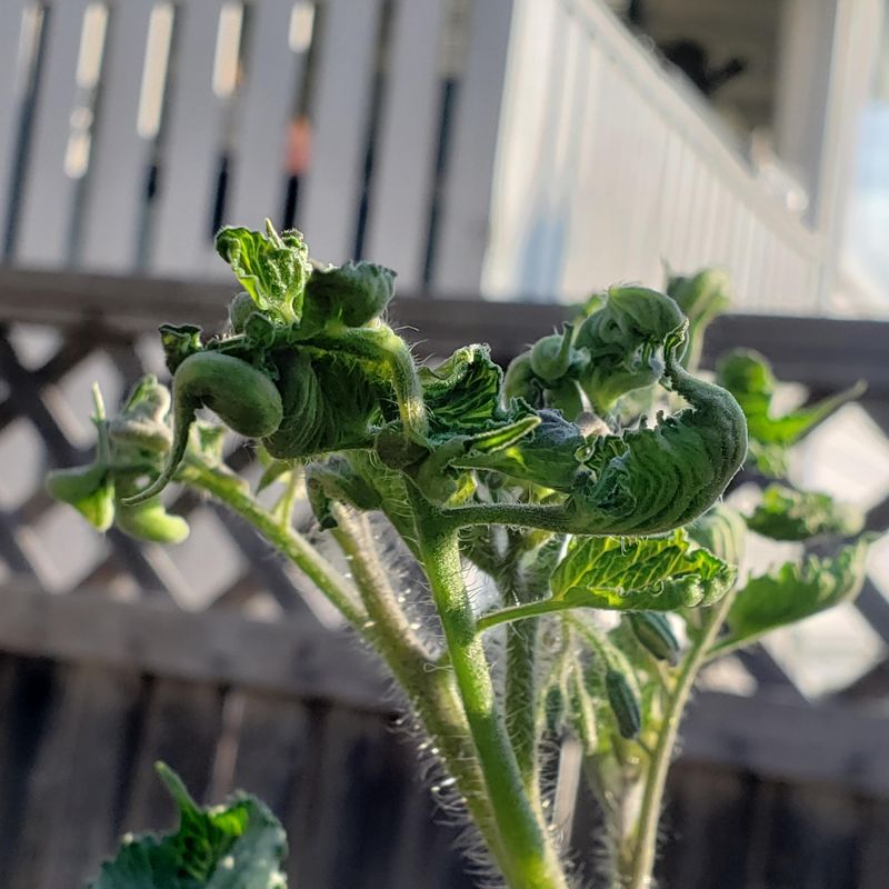Broad Mite Damage Is Nearly Invisible
