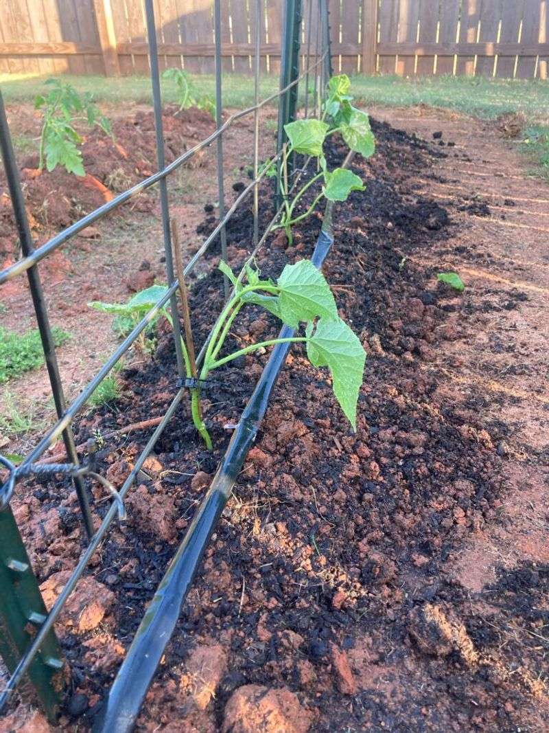 Inconsistent Watering Habits
