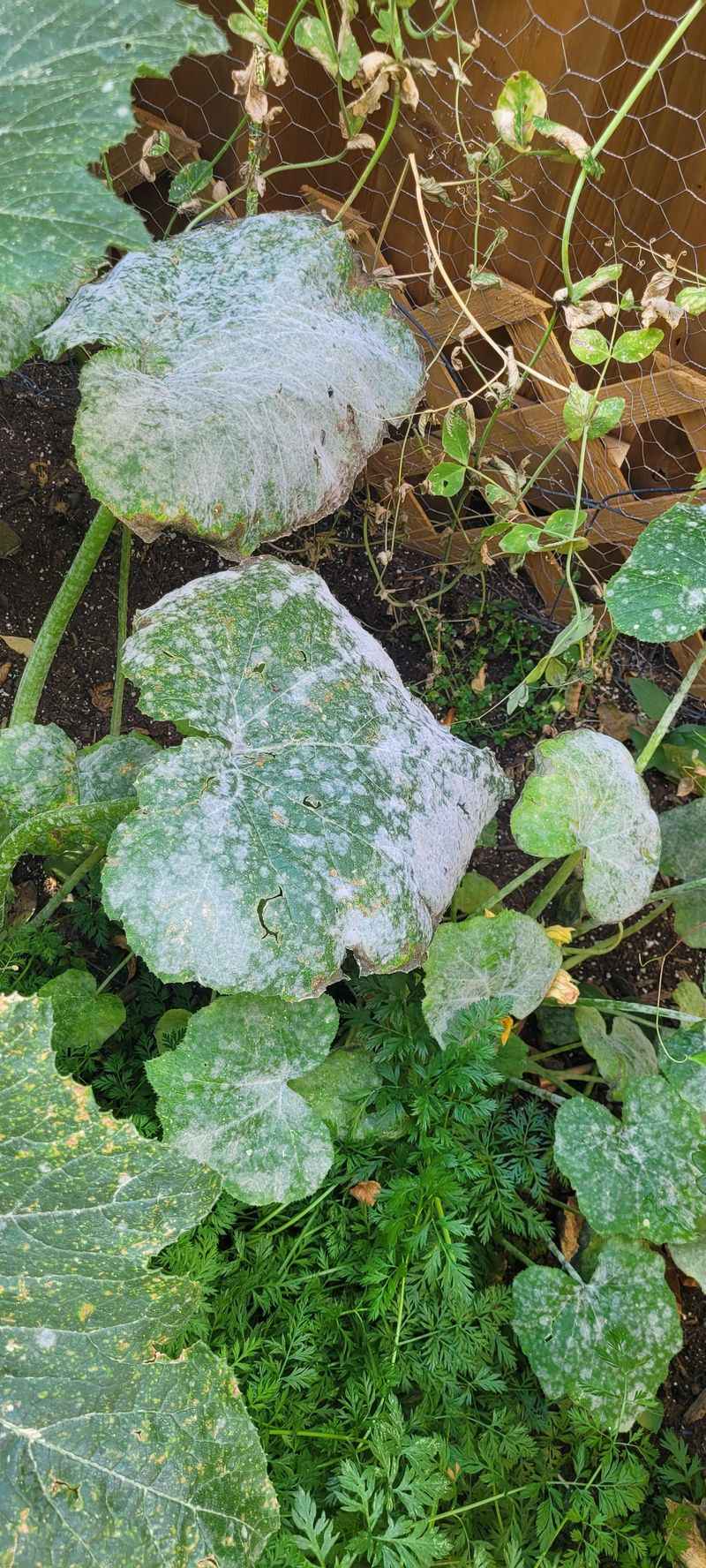 Spider Mite Damage