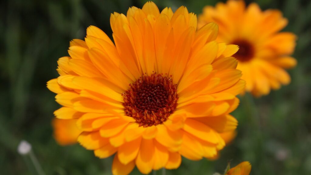 Calendula