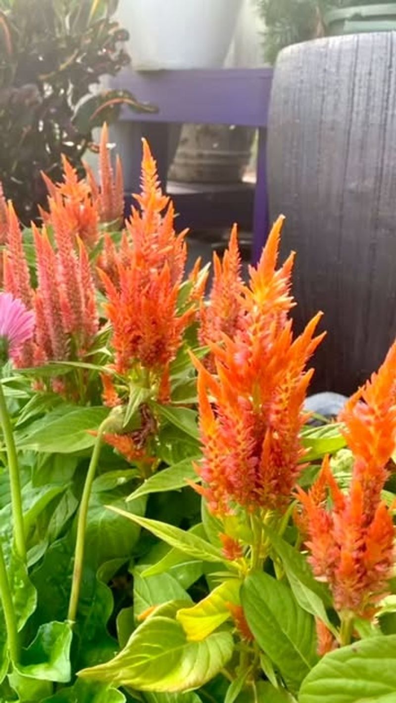 Celosia (Cockscomb)