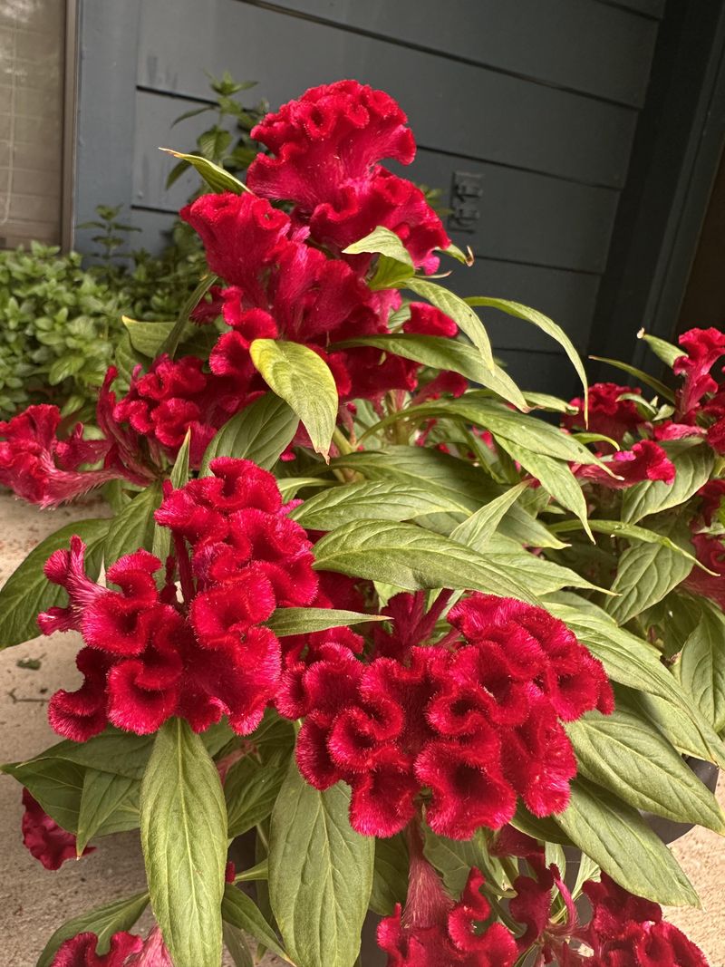 Celosia