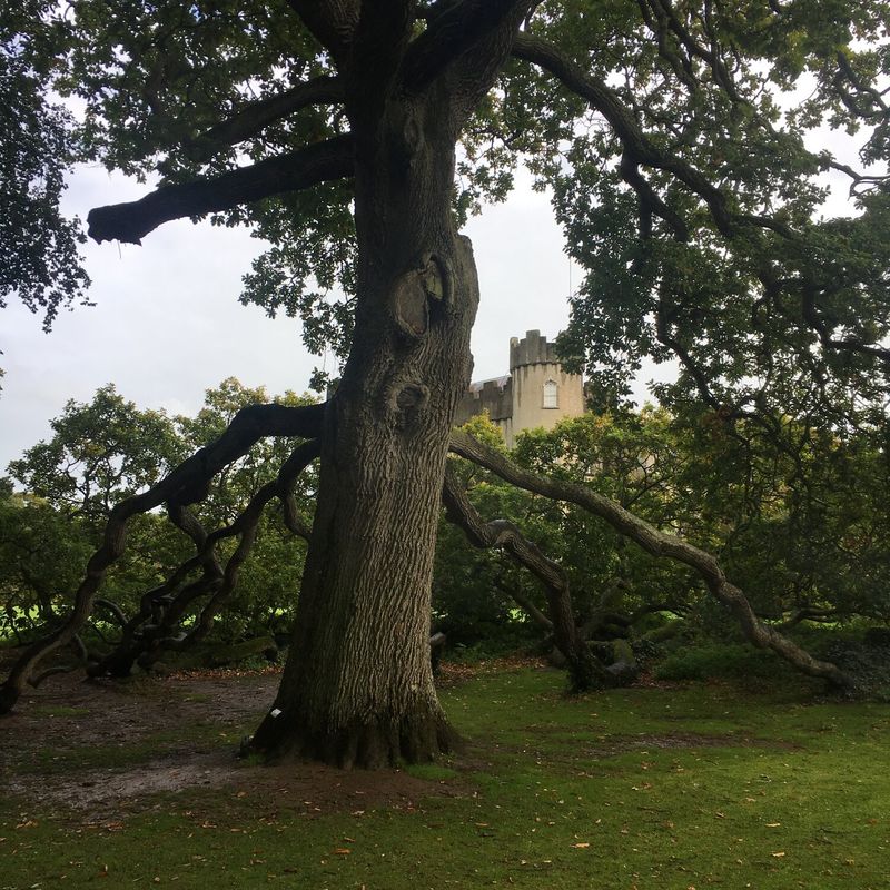 Oak