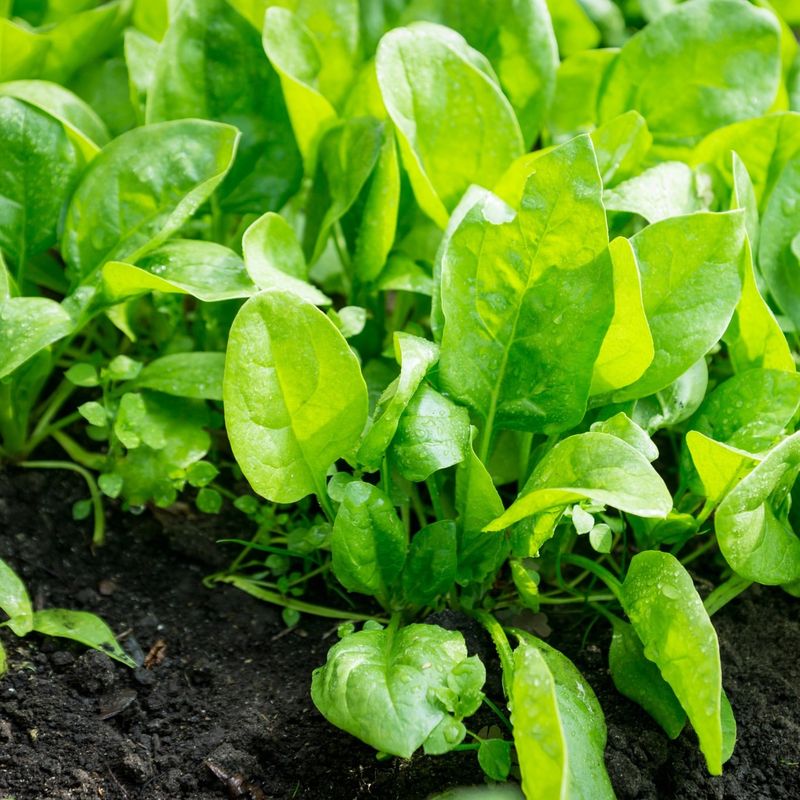 Spinach