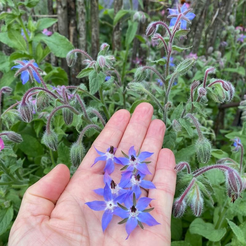 Borage: Blue Star Wonder