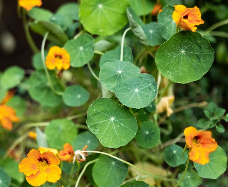 Nasturtiums: Spicy Treats For Hummingbirds