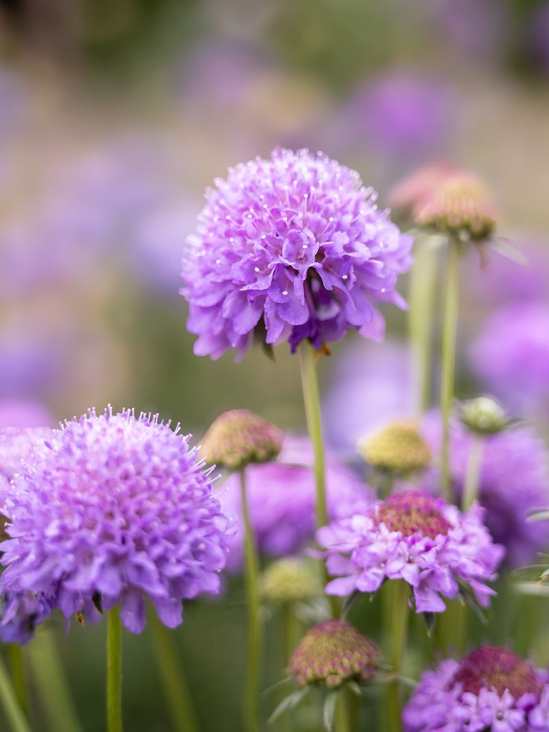Scabiosa