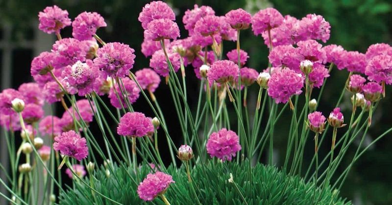 Armeria