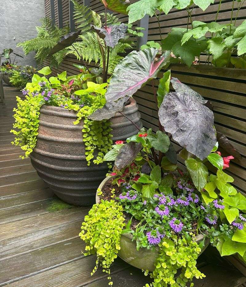 Coleus