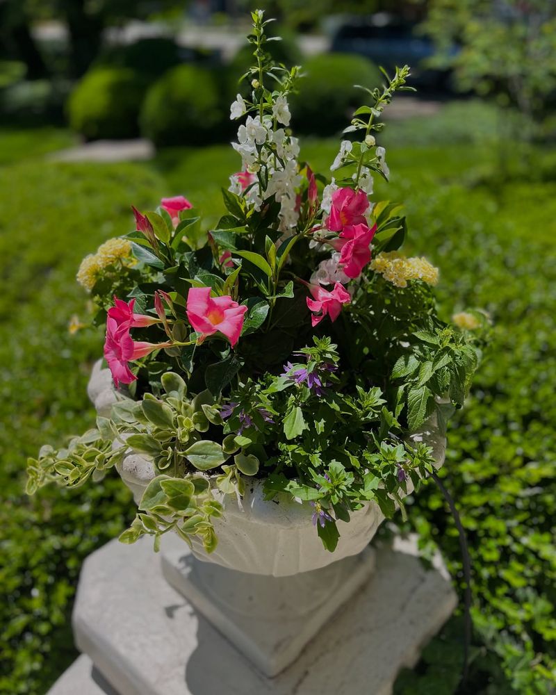 Angelonia