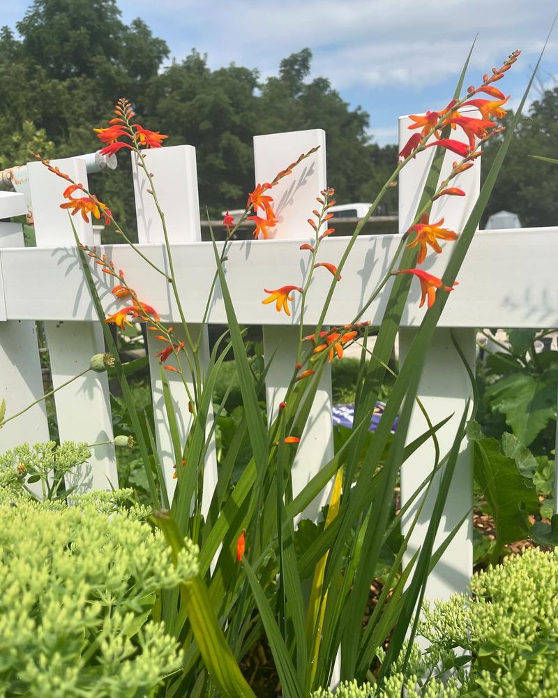 Blazing Crocosmia